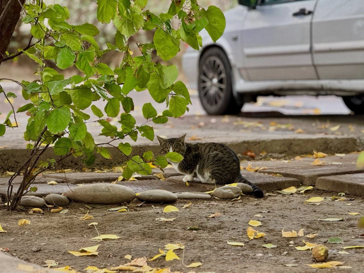 O‘zbekistonda 30-sentyabr kuni qanday ob-havo kuzatiladi?