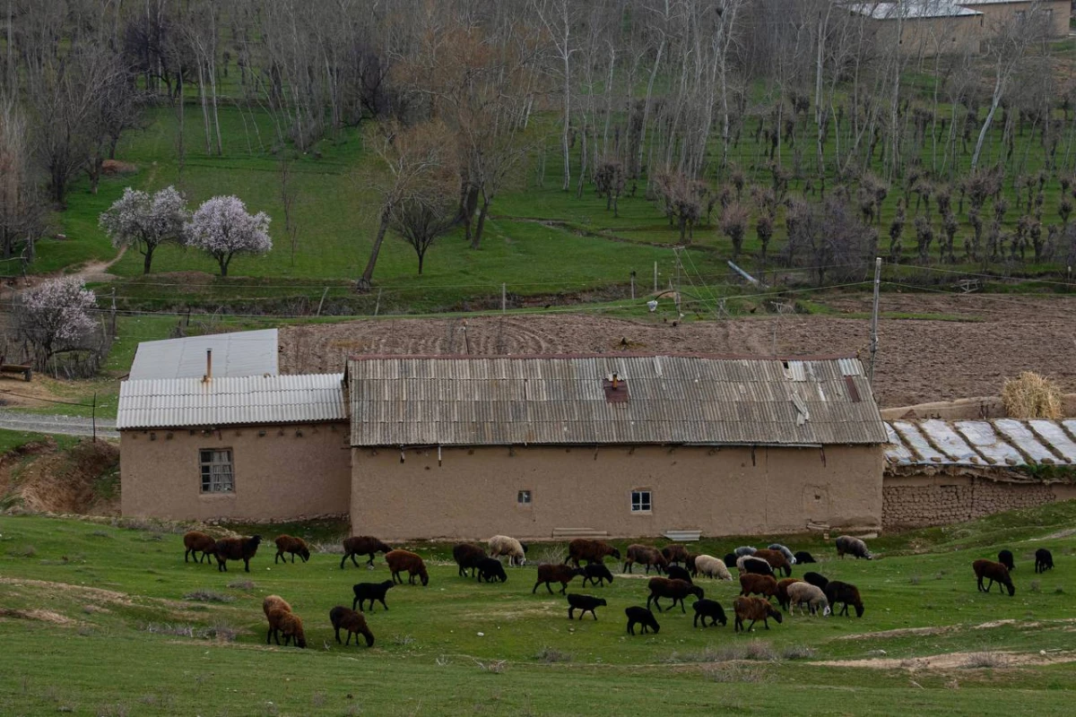 O‘zbekistonda hafta oxirida: 30-oktyabr–2-noyabr kunlari qanday ob-havo kuzatiladi?