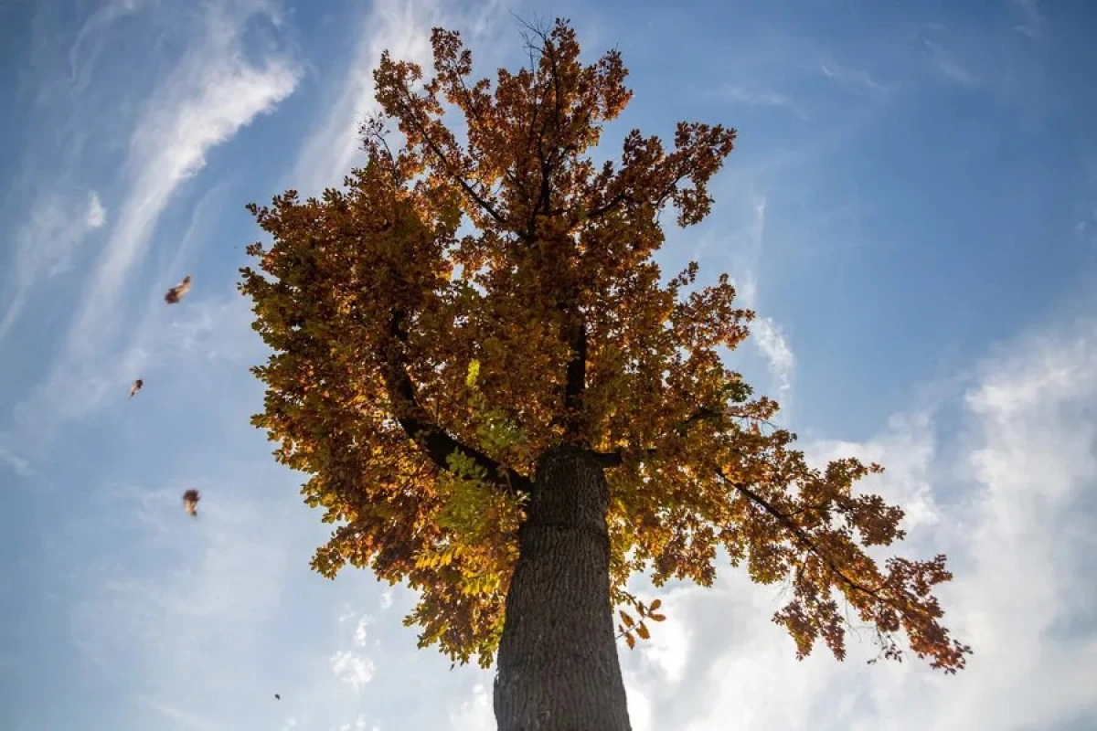 O‘zbekistonda 6-noyabr kuni qanday ob-havo kuzatiladi?