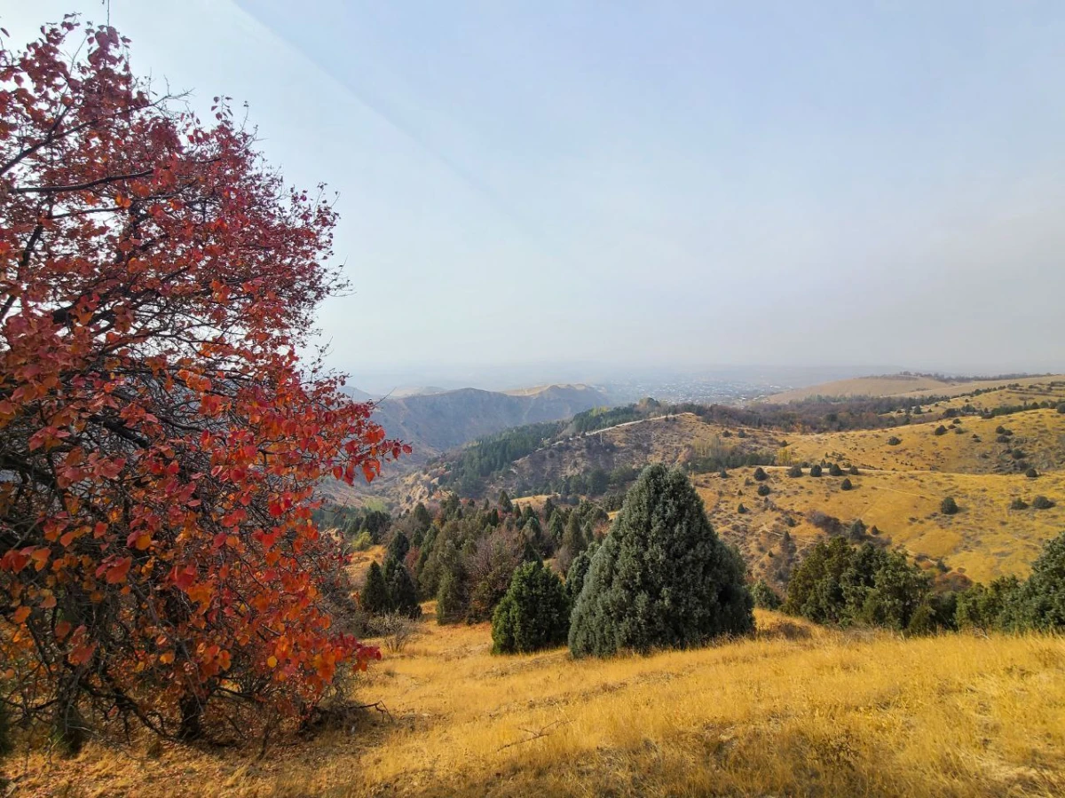 O‘zbekistonda yangi hafta boshida: 9–12-noyabr kunlari qanday ob-havo kuzatiladi?
