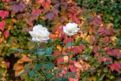 O‘zbekistonda 3-noyabr kuni qanday ob-havo kuzatiladi?