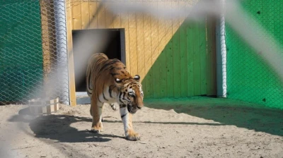 Пару амурских тигров доставили из Нидерландов в Казахстан для восстановления популяции