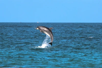 Dunyodagi eng yolgʻiz delfin oʻzi bilan oʻzi gaplasha boshladi